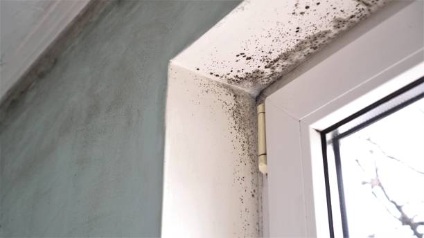 Best Black Mold Removal  in Louisville, KY